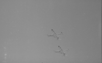 1022459 May 26 1962