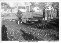 Planting Tulips in Willowvale Park - 1960