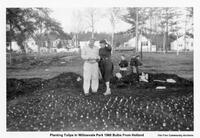 Planting Tulips in Willowvale Park