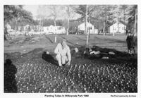 Planting Tulips in Willowvale Park