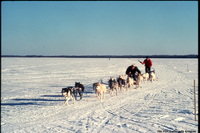 Dog Team