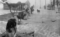 RCMP Dog Team - Flin Flon C. 1935