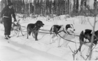RCMP Dog Team - Flin Flon C. 1935