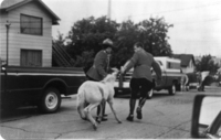 Leading pony away from Trout Festival Parade - no date
