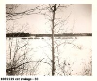cat swings - 30