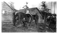  Early Flin Flon Ox Team