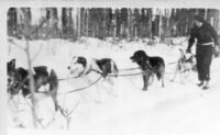 RCMP Dog Team - 1930's