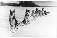 Dog Team