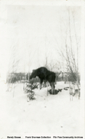  Mandy Moose