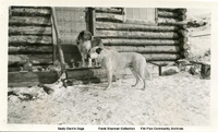  Sealy Clark's Dogs