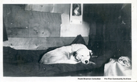  Sleeping Dog