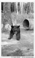 Pet Bear Cub