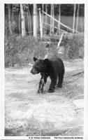 Pet Bear Cub