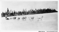 Dog Team 