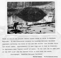 Largest Beaver House in Manitoba