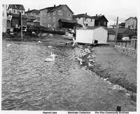 The Duck Pond 