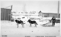 Dog Racing