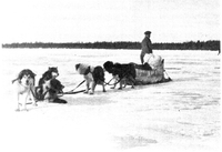  Dog Team on the Ice