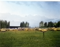 Big Island Drive in Theatre 