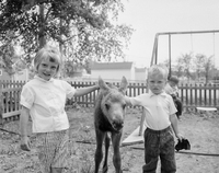 Children with moose calf