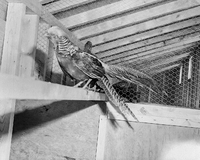 Pheasant in a caged building 