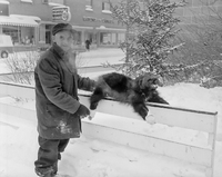 Man with dead Wolverine on Main Street