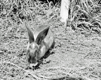 Rabbit 