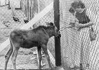 Baby Moose - Flin Flon Zoo