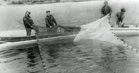 Pulling in a net - No information