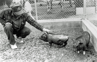 Pigs - Flin Flon Zoo