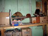 GP Hut