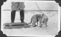 "Biggest Sleight Dog in Flin Flon 1930