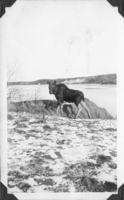 Mandy Moose - Pet Moose at Mandy Mine 1930