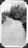 "The Tote Road" 