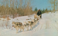 Dog Team With Frieght Tobogan 