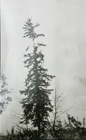  Lobstick that marked Baker's Narrows