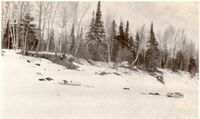 1920 Moose Factory Dogs and Freight Sleighs 