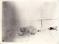  Arctic fox 1920s Churchill Manitoba