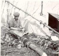  Muskrat Yrapping at Summerberry Marsh 1942 