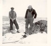  Muskrat Trapping at Summerberry Marsh 1942