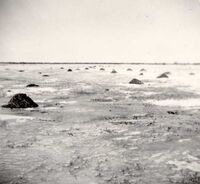 Summerberry Marsh 1942