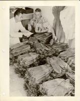 1942 Tom Lamb and Jack Berg sorting through Muscrat pelts