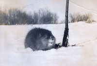 1942 Trapped Muskrat
