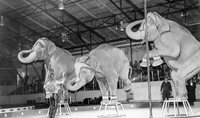 Perforning Elephants in Whitney Forum 