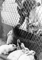 Rabbitss, likely Flin Flon Zoo - no date