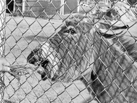Flin Flon Zoo - Donkey
