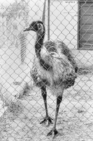 Emu at Flin Flon Zoo