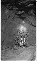 "Sharkey's Tree" at eh 2750 Level Pocket"