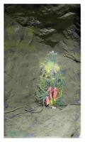 "Sharkey's Tree" at eh 2750 Level Pocket"