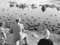 Duck Pond